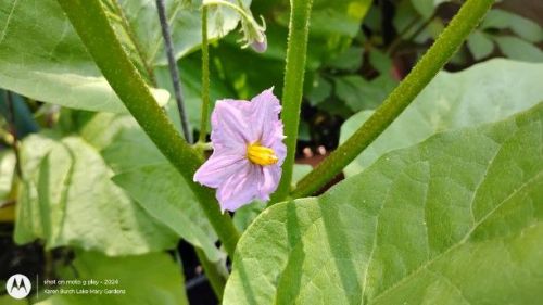 Eggplant bloom