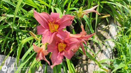 daylily seedlings