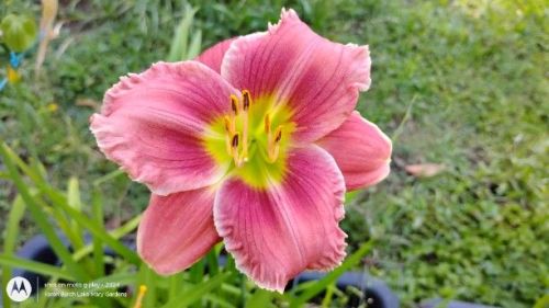 Daylily Seedling