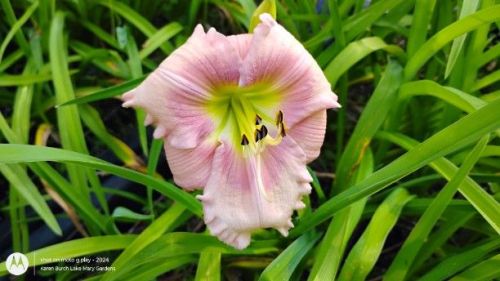 Pink Daylily Seedling