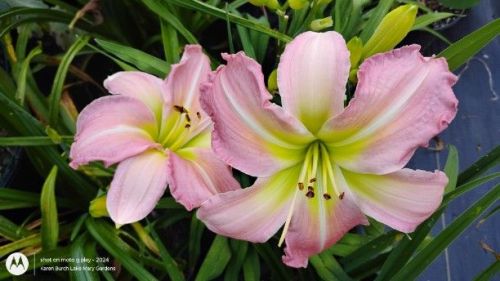 Smiling Ladies Daylily