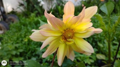 Dahlia Seedling