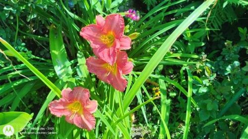 Daylily Seedling 