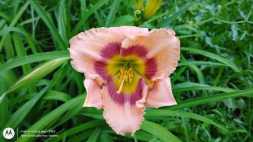 Daylily Seedling