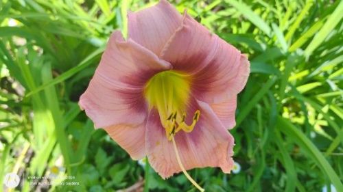 Daylily Seedling 