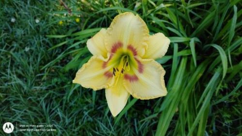Daylily Seedling related to Wilsons Yellow