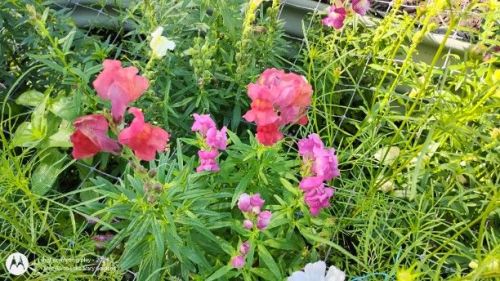 Snapdragons
