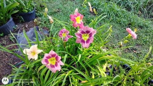Daylily Seedlings from Built on Tradition