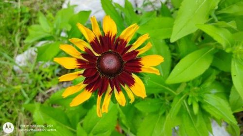 Black eyed susan Rudbeckia Autumn colors Red and Yellow