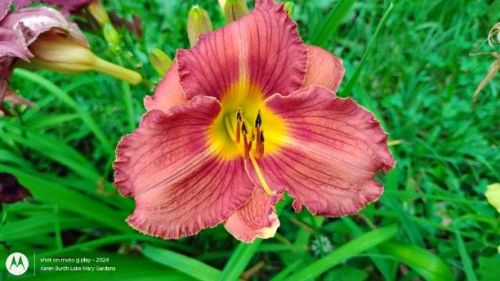 Daylily Seedling