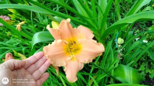 Huge Peach daylily seedling related to Tuscawilla Snowdrift