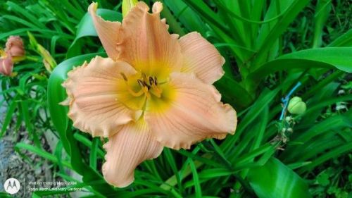 Huge Peach daylily seedling related to Tuscawilla Snowdrift
