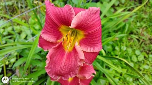 Bright Pink Daylily Seedling