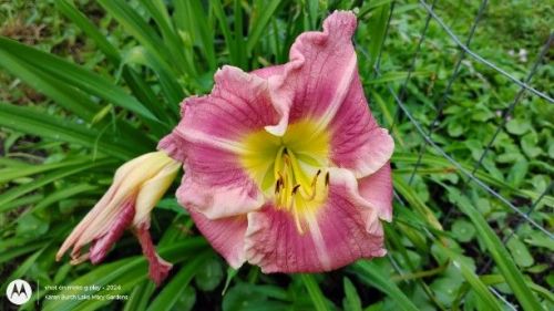 Daylily Seedling