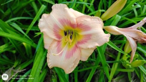 Daylily Seedling