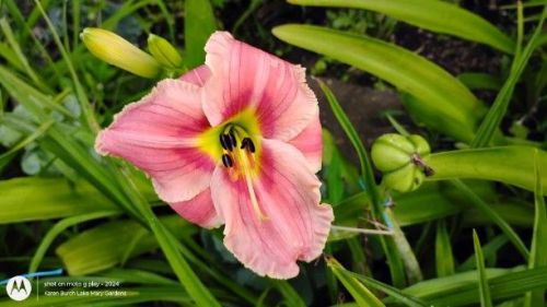 Daylily Seedling