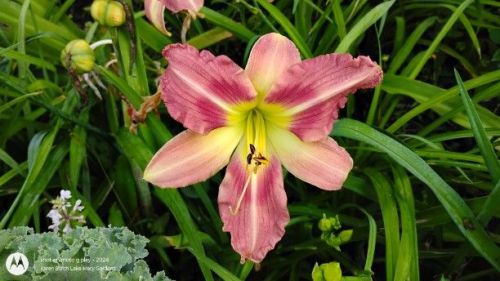 Huge Pink daylily seedling related to Tuscawilla Snowdrift and Wilson's Yellow