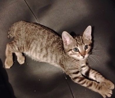 American Bobtail kitten