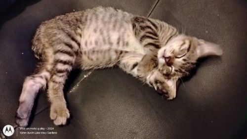 American Bobtail kitten being very good