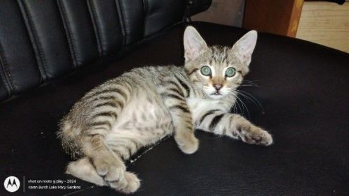 Our New bobtail kitten