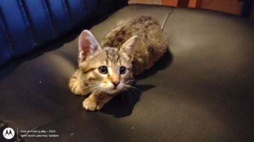 American Bobtail kitten