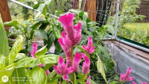 Pink Celosia