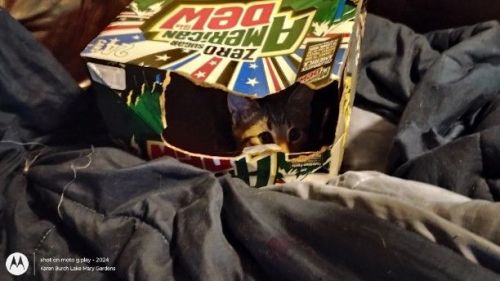 Can you find the hidden kitten?