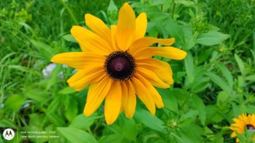 Black Eyed susan gold and yellow