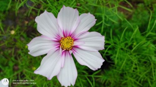 Pink and white Cosmos