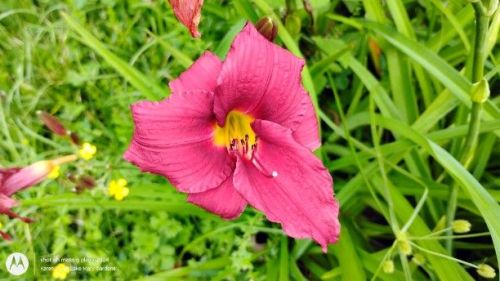 Bright Pink Miniature Daylily