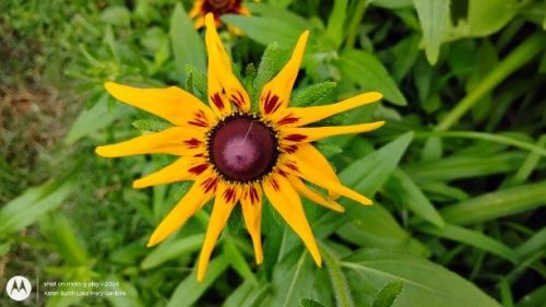 Black Eyed susan red and yellow