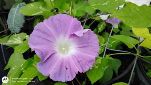 Lavender Japanese Morning Glory