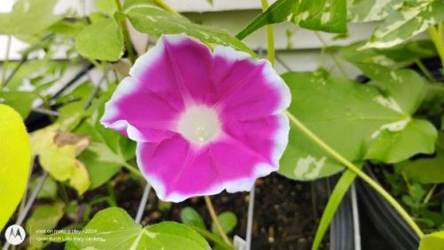 Miniature Japanese Morning glory pink with white picotee