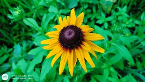 Black Eyed susan
