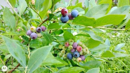 Rabbit Eye Blueberries ripening