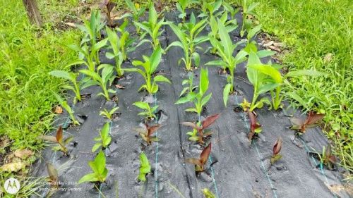 Canna Lily Growing from seeds