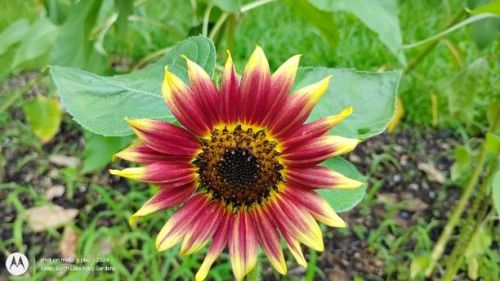 First Sunflower of the year