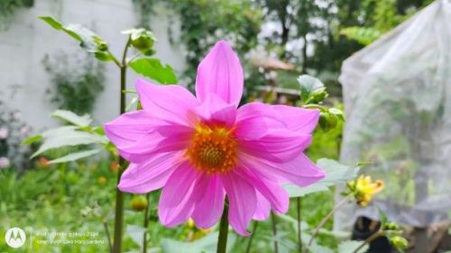 Pink dahlia seedling in the rain