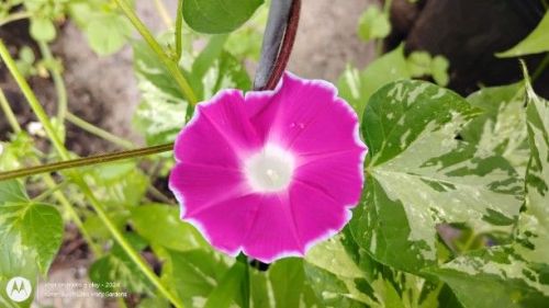 Miniature Japanese Morning Glory 