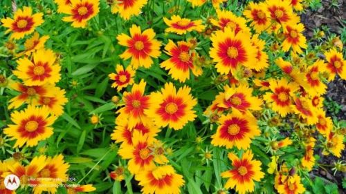 Red and Yellow Coreopsis Uptick