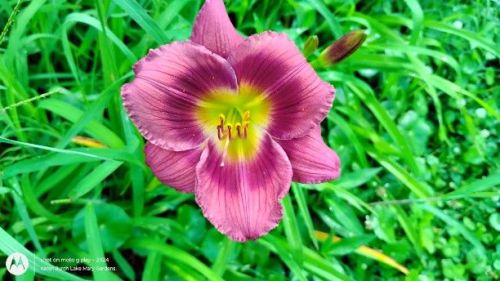 Rose colored daylily seedling
