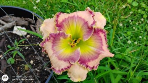 Daylily pretty ruffly seedling