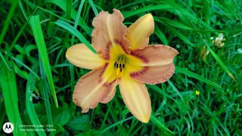 Daylily Seedling 