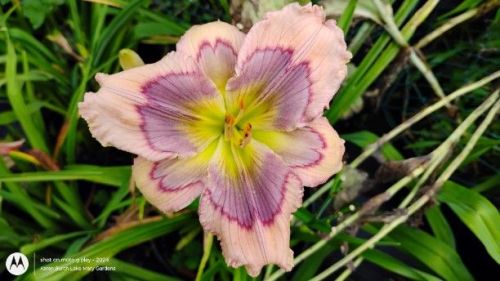 Lines at Midnight Daylily