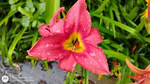Daylily seedling descended from Little Business