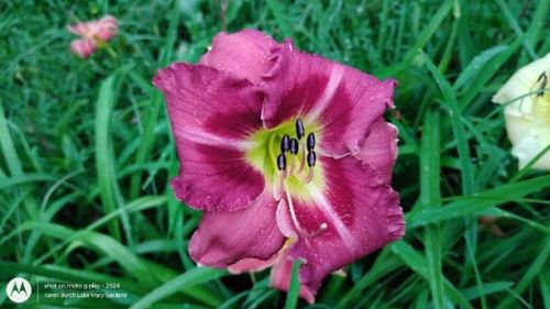 Raspberry daylily seedling