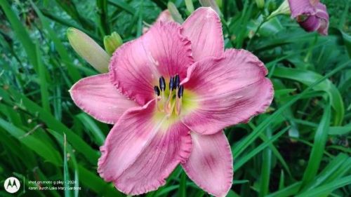 Pink daylily seedling