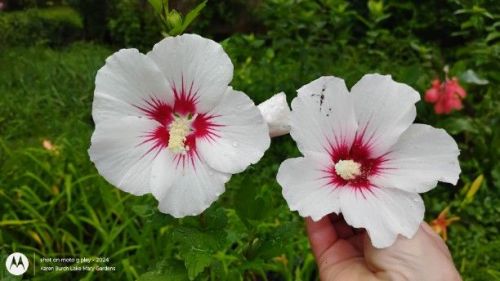 Rose of Sharon seedling on left