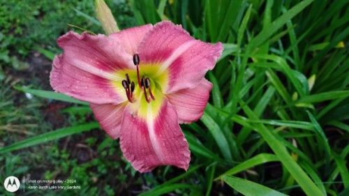 Pink Daylily seedling