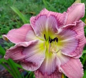 Daylily Seedling